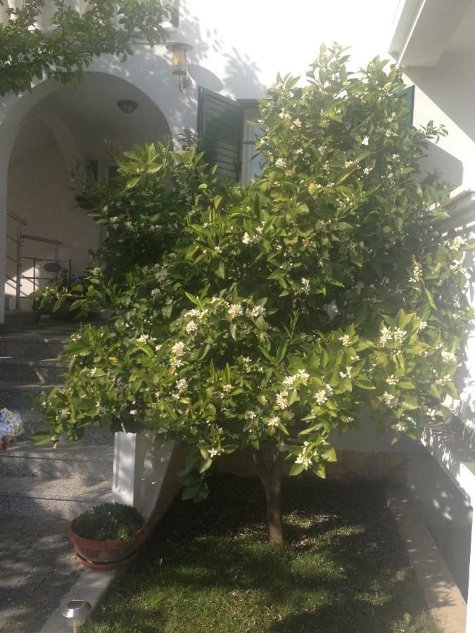 Apartmani Vukicevic Водице Экстерьер фото